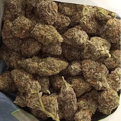 Pluto Kush Marijuana Strain UK